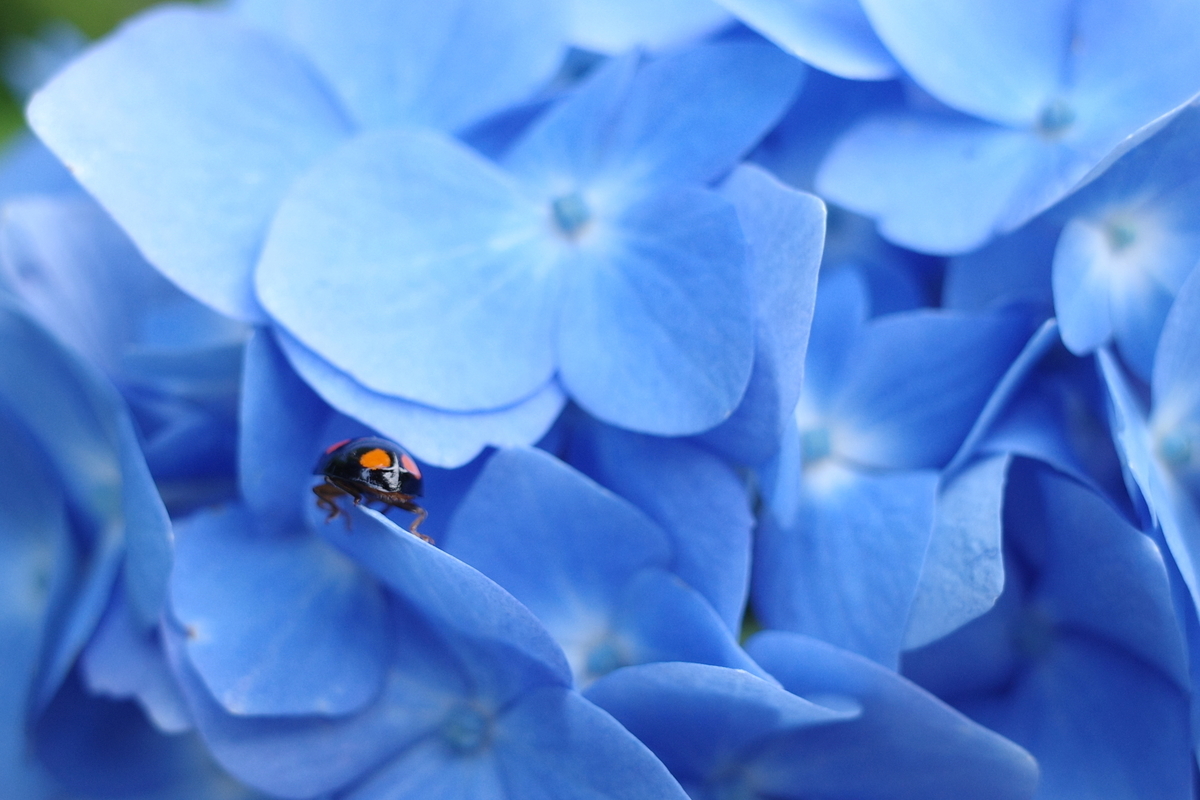 f:id:knissy10:20190617231526j:plain