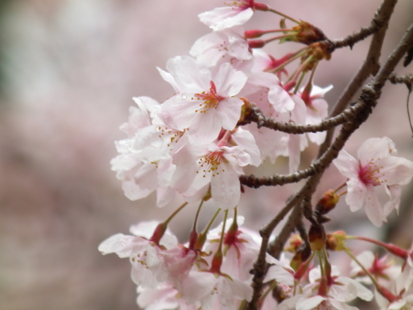 f:id:knockeye:20110409193526j:image f:id:knockeye:20110409193526j:image