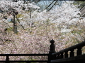 [鎌倉]妙本寺