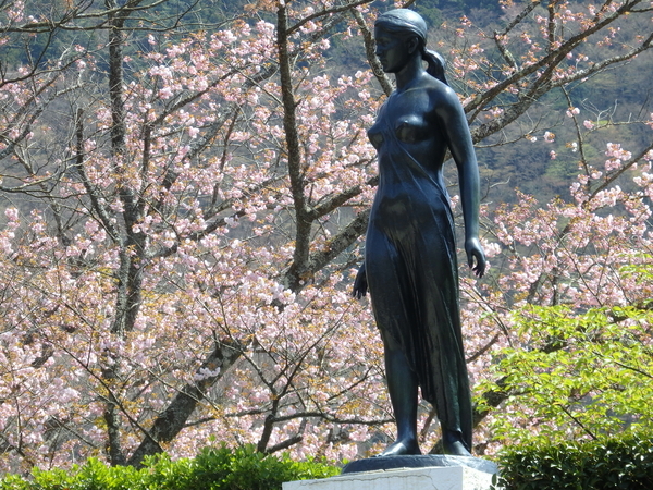 箱根の桜、彫刻の森、芦ノ湖畔 - だうなあ日記