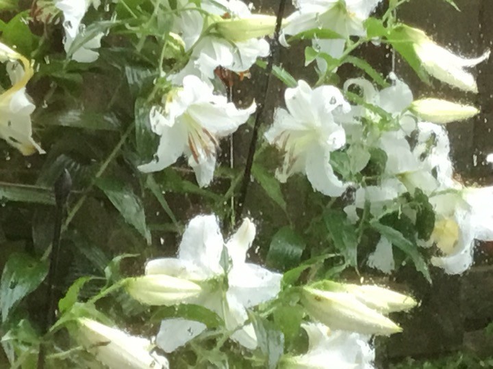 f:id:knori:20190823134940j:plain