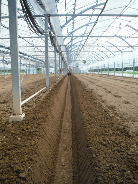 土耕栽培の定植準備 9/13 - くわの農園☆福岡で頑張る専業農家