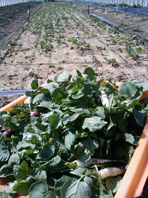 f:id:knovlow:20110414091328j:image f:id:knovlow:20110414091328j:image