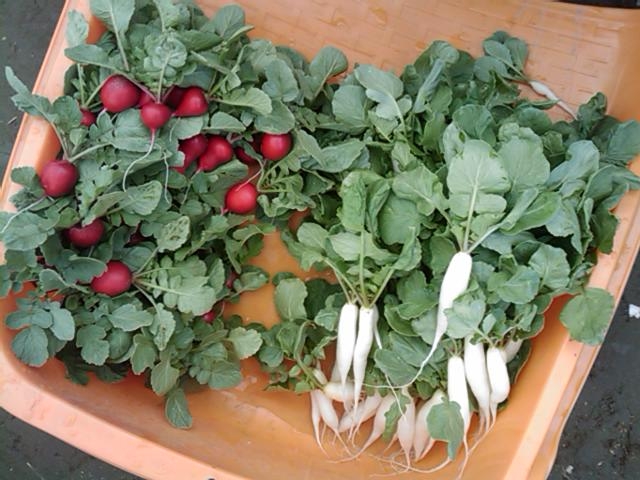 f:id:knovlow:20110414103935j:image f:id:knovlow:20110414103935j:image