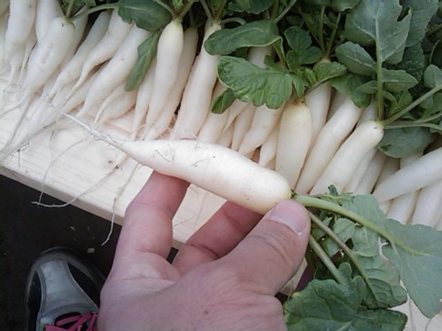 f:id:knovlow:20110414110253j:image f:id:knovlow:20110414110253j:image