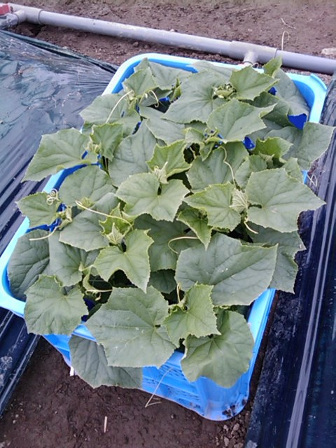 f:id:knovlow:20110426095746j:image f:id:knovlow:20110426095746j:image