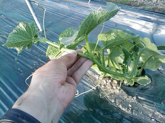 f:id:knovlow:20110508173226j:image