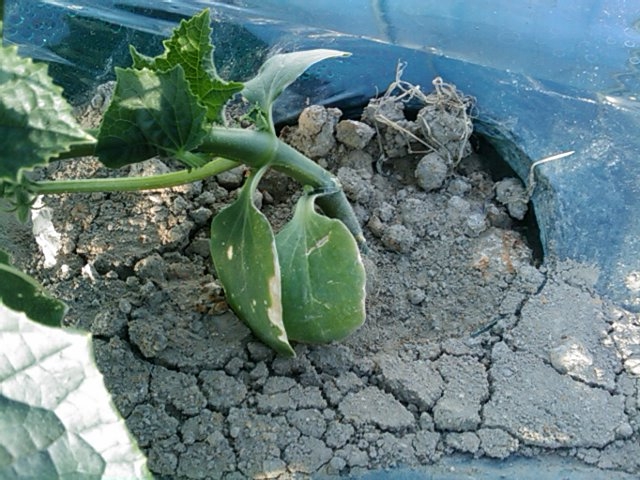 f:id:knovlow:20110508173247j:image