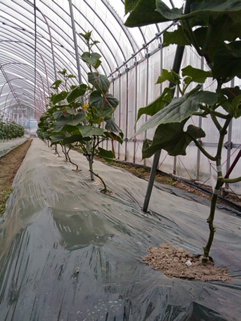 f:id:knovlow:20110523090908j:image