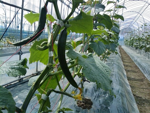 f:id:knovlow:20110603100250j:image