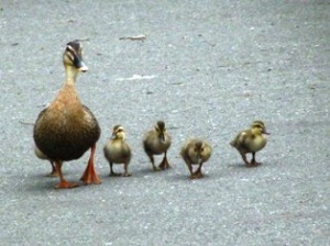 鴨 今日の俳句 第2334号 浩洋子の四季