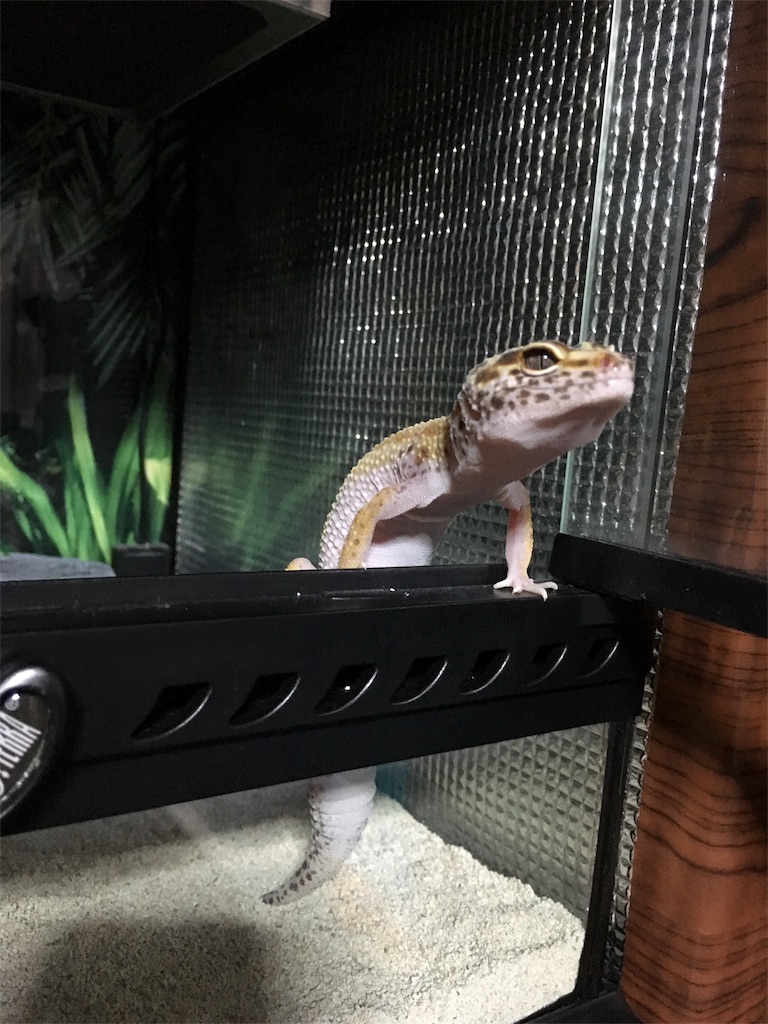 レイアウト レオパ 家 Hōmuaidea