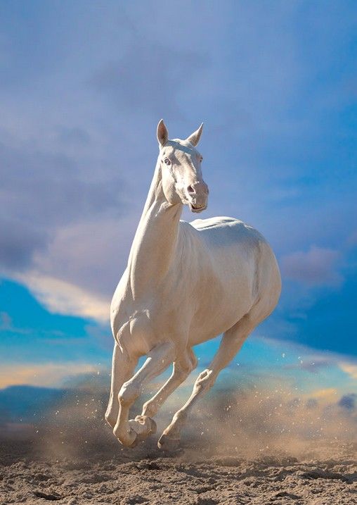 馬はカッコイイ 思わず見惚れる馬の画像まとめ 随時更新 パカラポニ