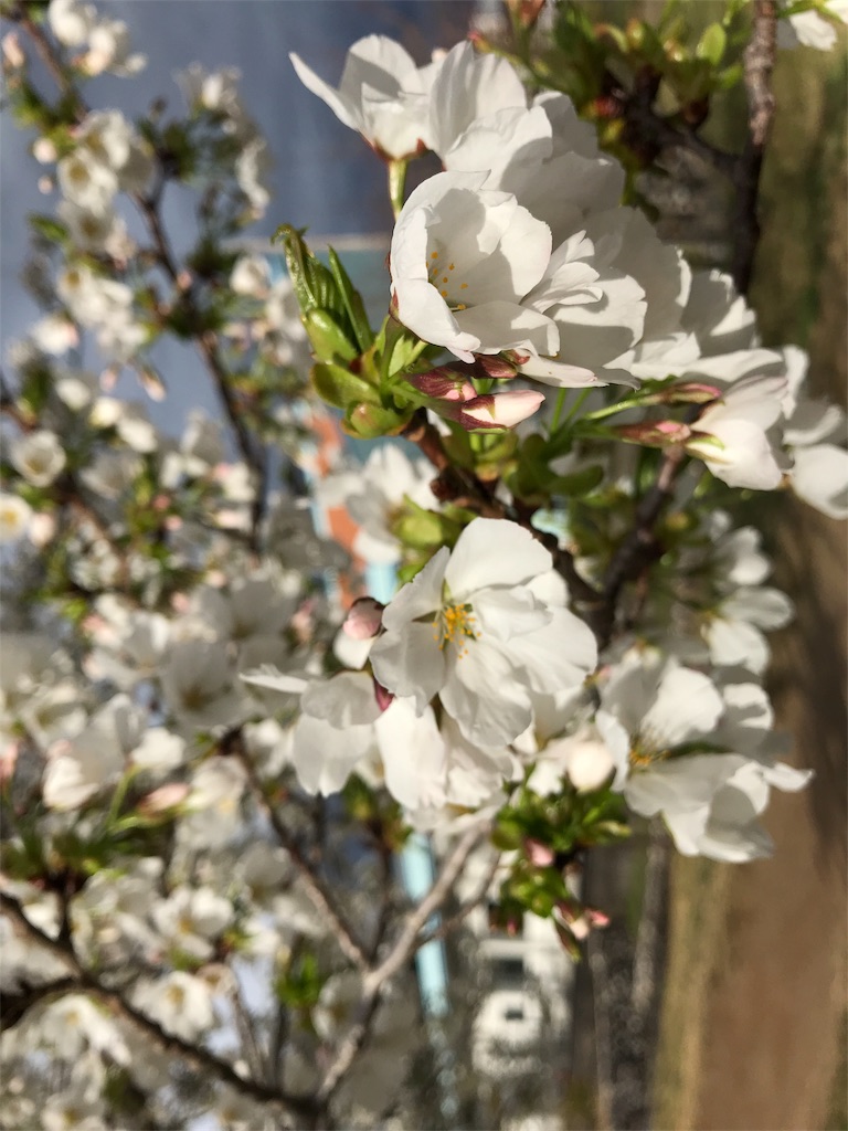 f:id:ko-chanblog95:20180326225339j:image f:id:ko-chanblog95:20180326225339j:image