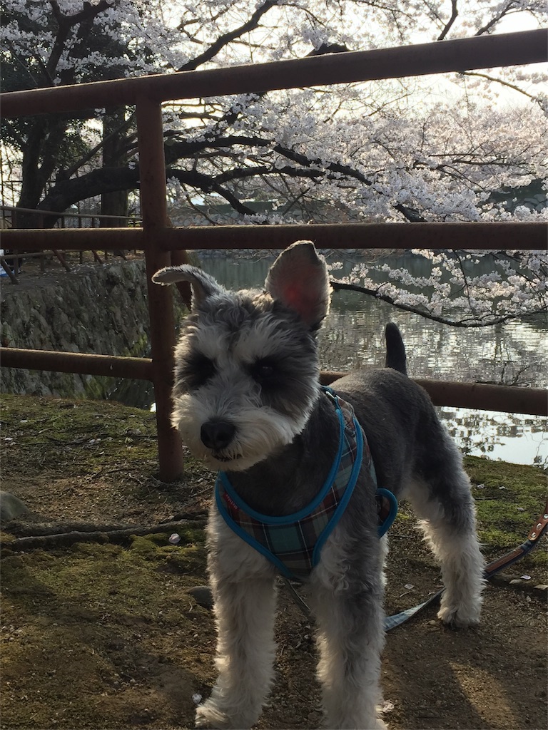 犬と桜と姫路城 Happy Life With Chappie