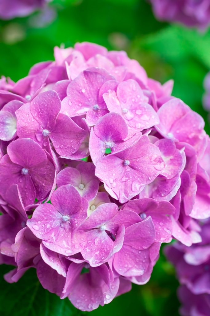 f:id:ko-kimoto:20180612104021j:plain f:id:ko-kimoto:20180612104021j:plain