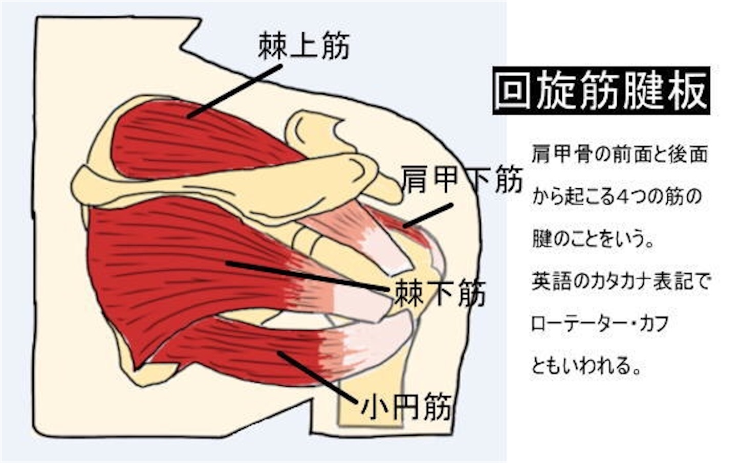f:id:ko-san510:20210205230252j:image