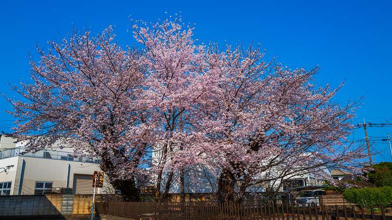 2026年4月18日 近所の桜の木 - 軍曹の写真でつづる日常