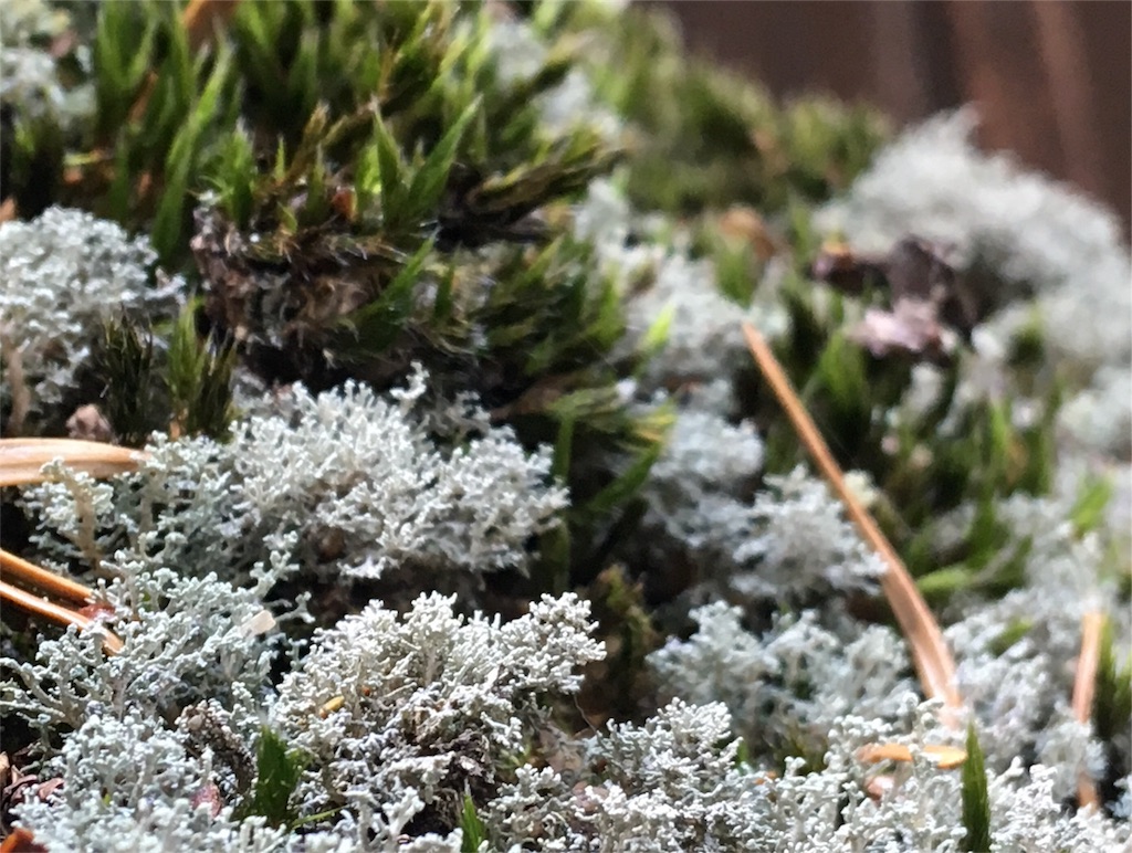 f:id:ko9rino4ppo:20180121154124j:image f:id:ko9rino4ppo:20180121154124j:image