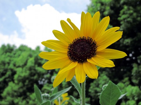 f:id:koala555:20170923142435j:plain