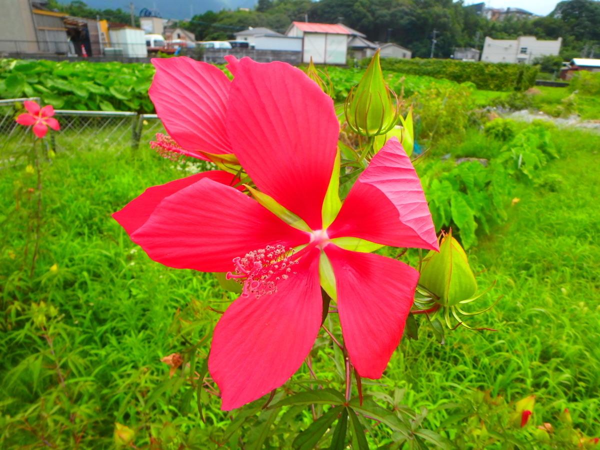 是大神呪 - koar’s blog