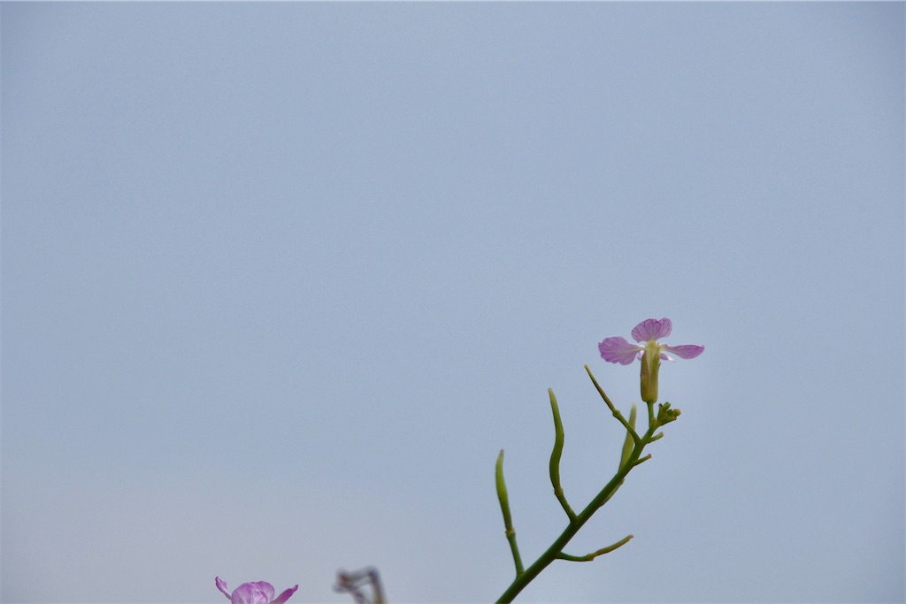 f:id:kob300m:20210618200217j:image