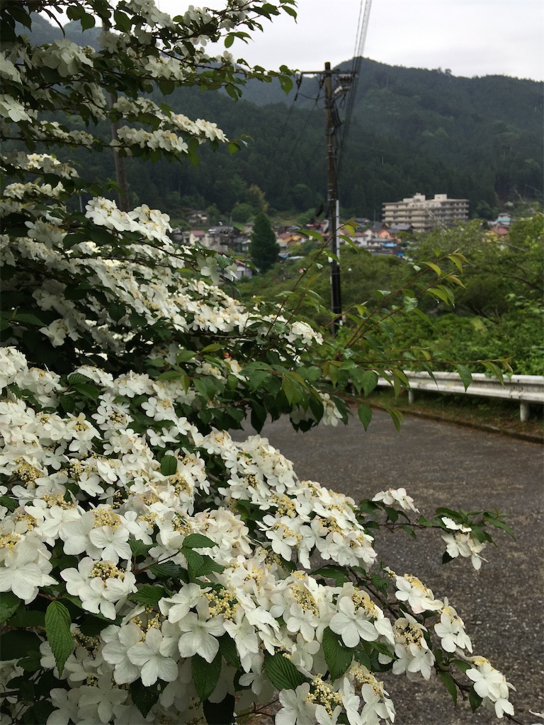 f:id:koba_tamako:20210518201611j:image