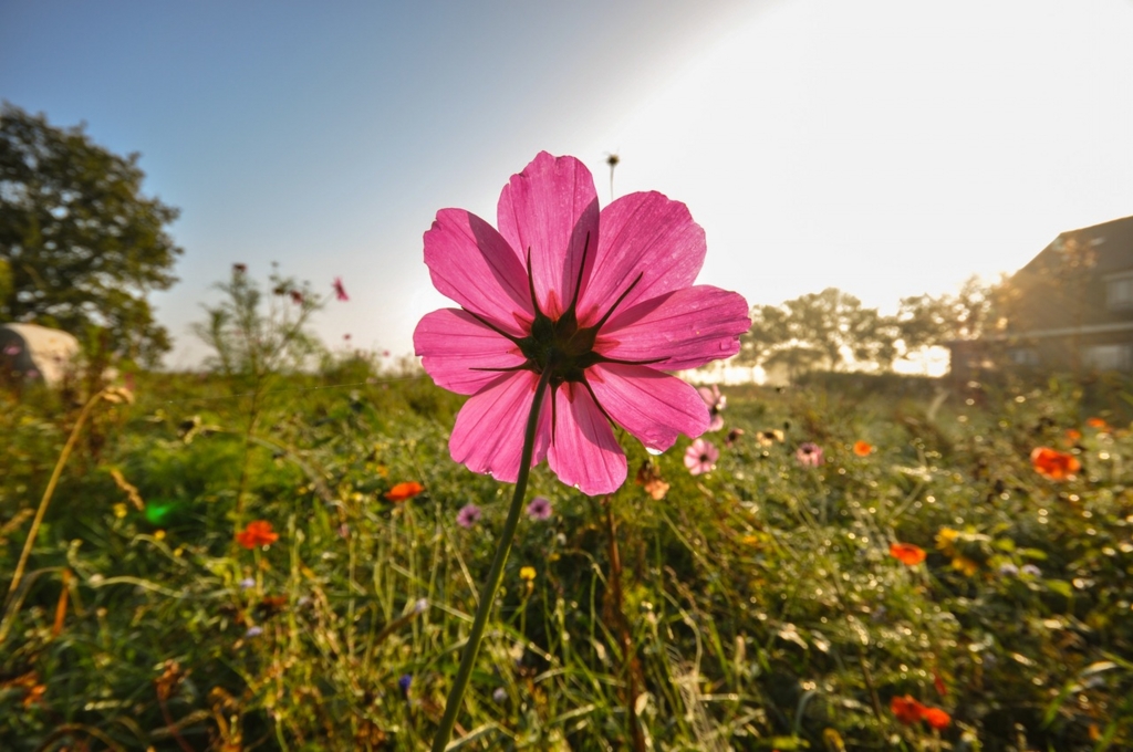 花 花