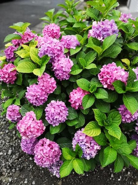 f:id:kobabiz:20180615202457j:plain