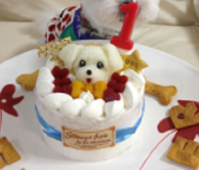 チワワ1歳の誕生日のプレゼントと特別な記念日の過ごし方 犬の肖像画フィオラ