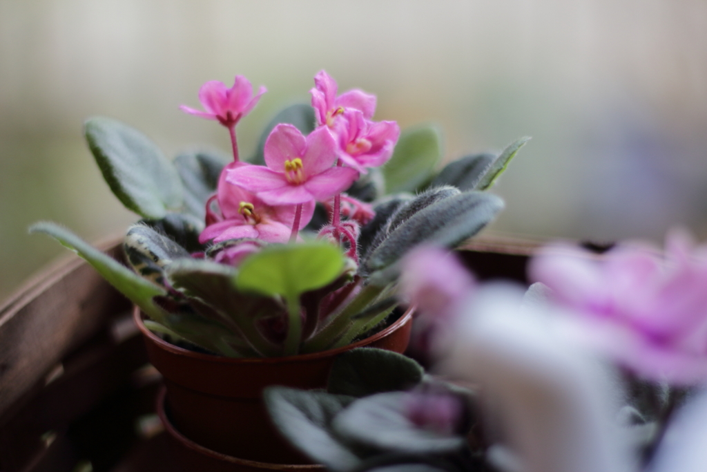 f:id:kobefinder:20170308143630j:plain f:id:kobefinder:20170308143630j:plain