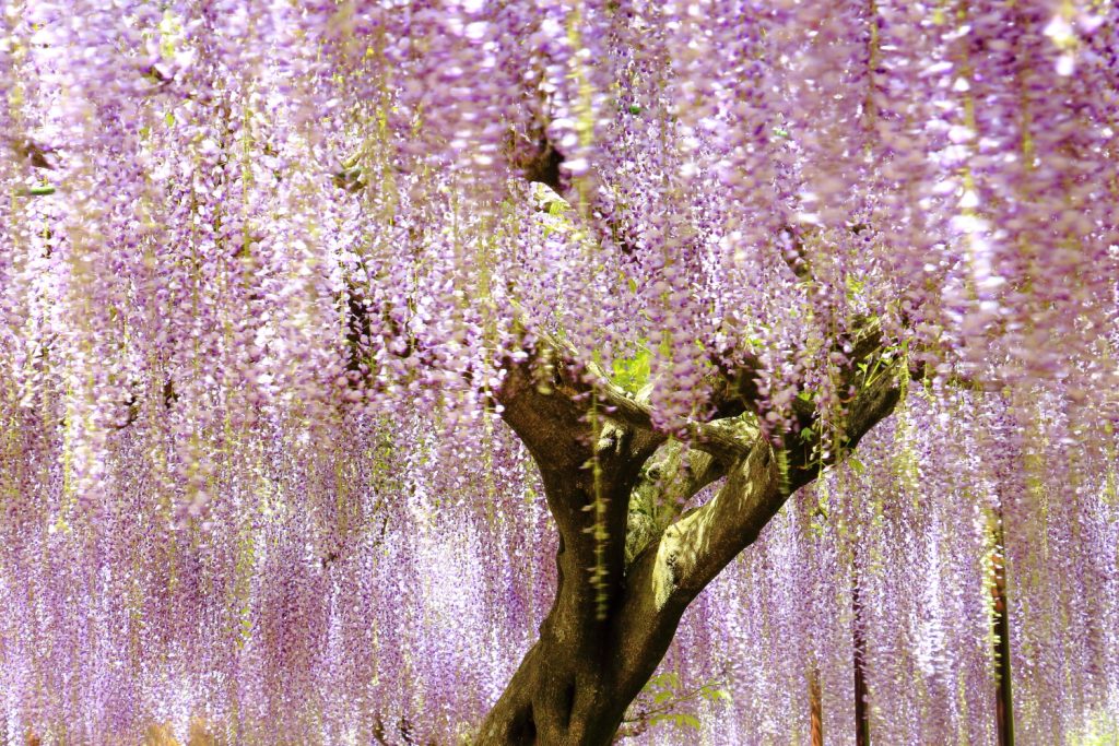 藤の花の名所へ写真を撮りに行ってきました【百毫寺と住吉神社】 食いしんぼうカメラマンAkiのブログ