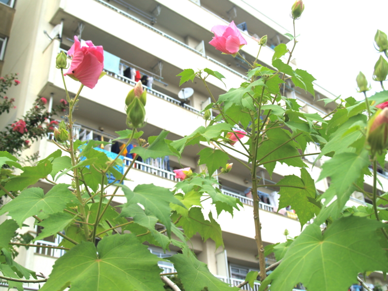 f:id:kobeni_17:20100920154324j:image f:id:kobeni_17:20100920154324j:image