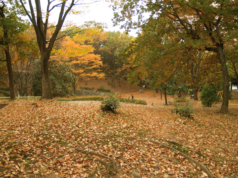f:id:kobeni_17:20101114155914j:image f:id:kobeni_17:20101114155914j:image