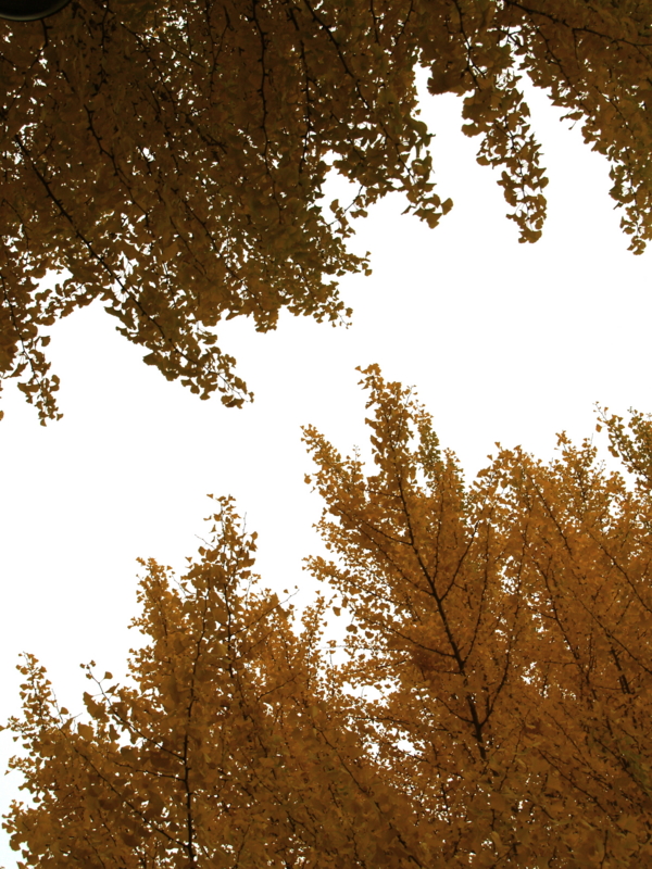 f:id:kobeni_17:20101114160038j:image f:id:kobeni_17:20101114160038j:image