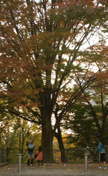 f:id:kobeni_17:20101114162045j:image f:id:kobeni_17:20101114162045j:image