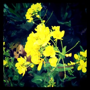 f:id:kobeni_17:20110411234125j:image f:id:kobeni_17:20110411234125j:image