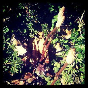 f:id:kobeni_17:20110411234127j:image f:id:kobeni_17:20110411234127j:image
