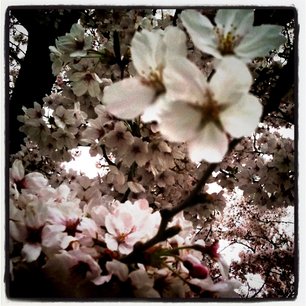 f:id:kobeni_17:20110411234136j:image f:id:kobeni_17:20110411234136j:image