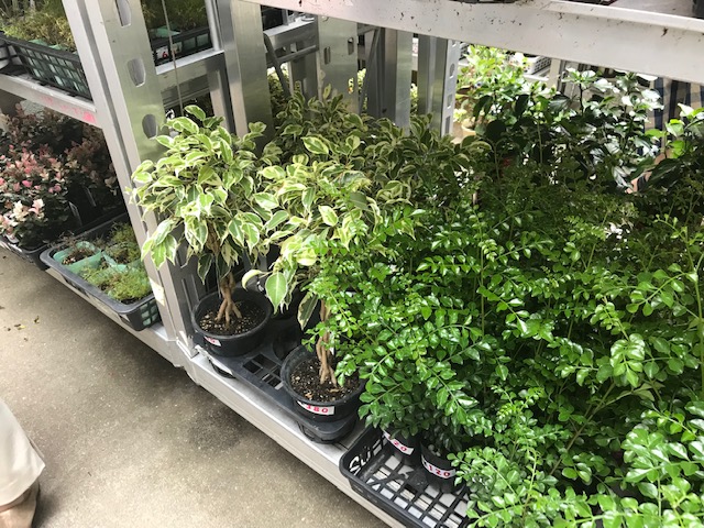 f:id:kobenomad:20190717125405j:plain