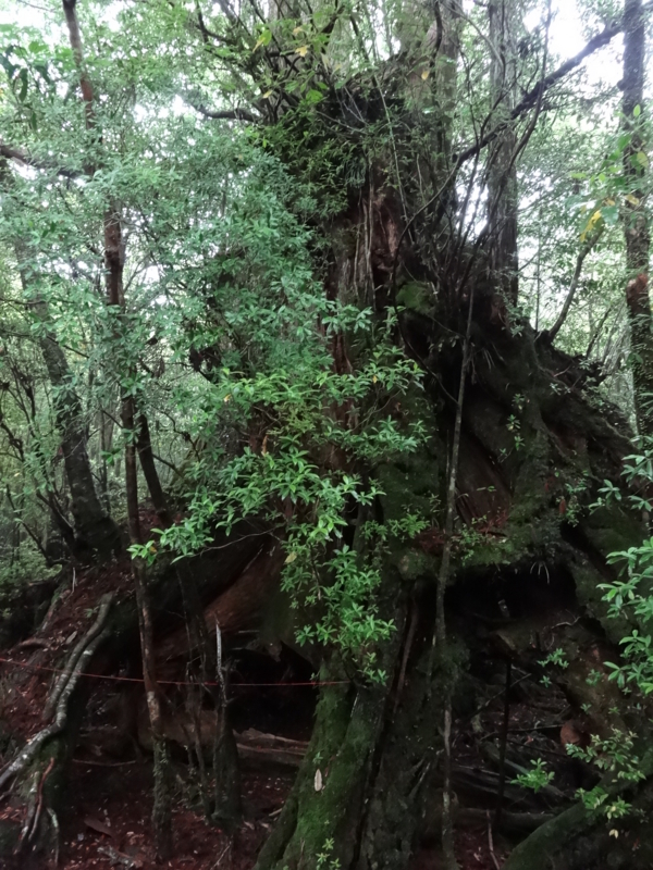 [2013-05-17][屋久島][縄文杉][登山]