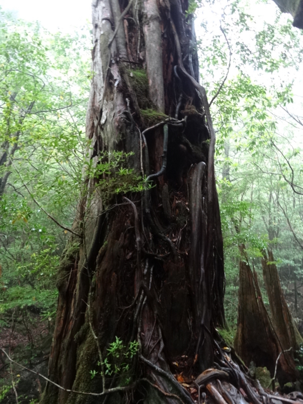 [[2013-05-17][屋久島][縄文杉][登山]]