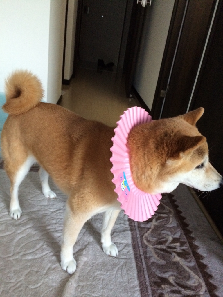 f:id:kobesansaku:20151222192851j:plain f:id:kobesansaku:20151222192851j:plain