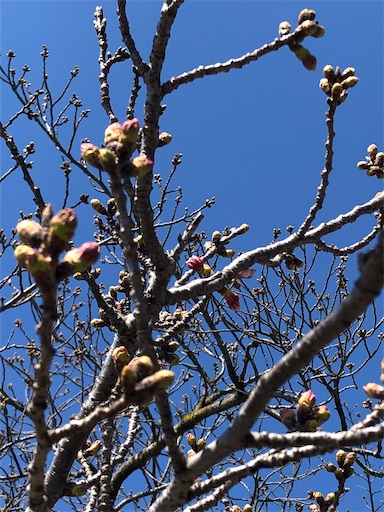 f:id:kobetreeyoga:20200325134901j:image