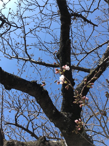 f:id:kobetreeyoga:20200325134956j:image