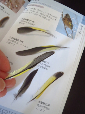 カワラヒワ - こびとく日誌