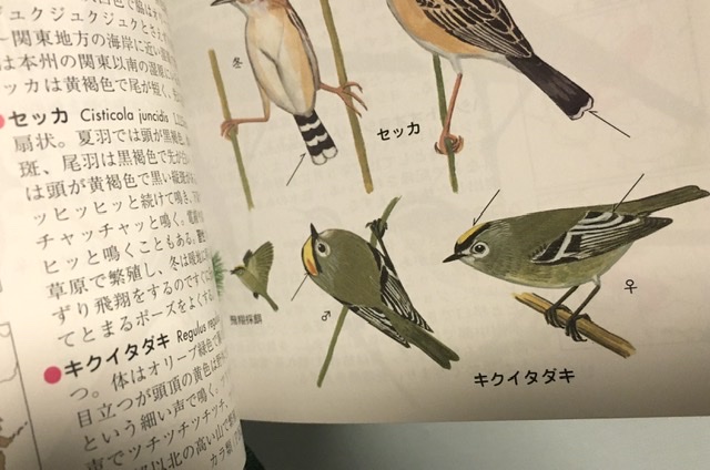 f:id:kobitoku:20200206070045j:plain f:id:kobitoku:20200206070045j:plain