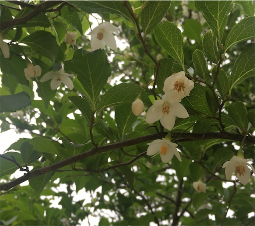 f:id:kobitoku:20200519065035j:image f:id:kobitoku:20200519065035j:image