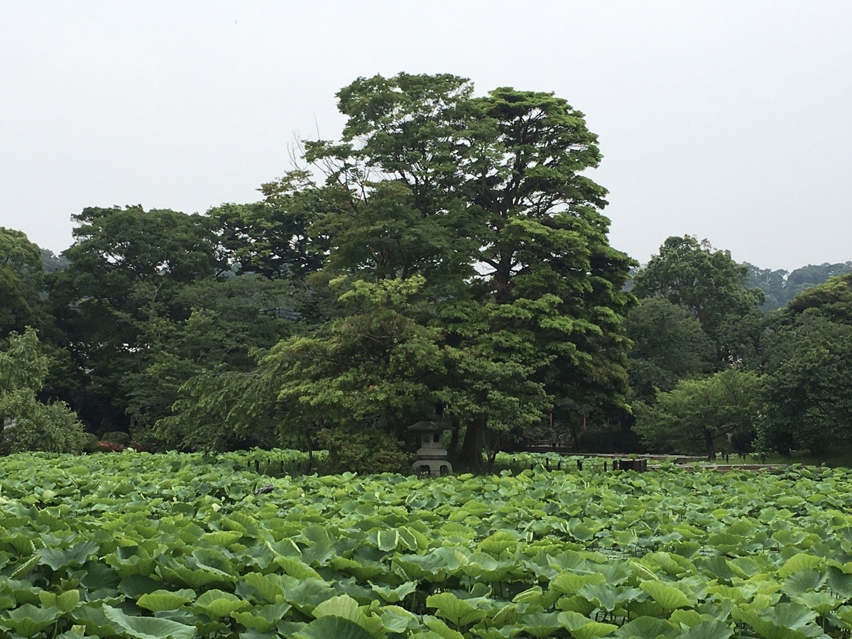 f:id:kobitoku:20200609070116j:plain f:id:kobitoku:20200609070116j:plain
