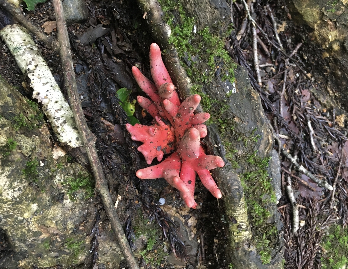 f:id:kobitoku:20200814084109j:plain
